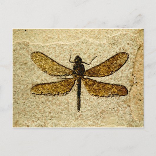Carte postale de fossile de libellule (Devant)