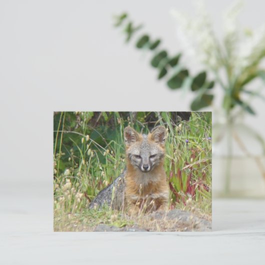 Carte postale de Fox gris (Debout devant)