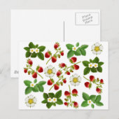Carte postale de fraises (Devant / Derrière)