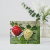 Carte postale de fraises (Debout devant)