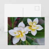 Carte postale de Frangipani - mouvement giratoire (Devant / Derrière)