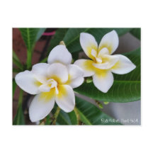 Carte postale de Frangipani - mouvement giratoire