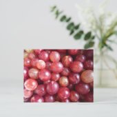 Carte postale de fruits de canneberge rouge (Debout devant)