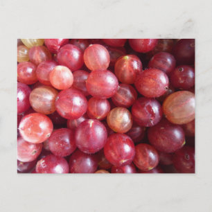 Carte postale de fruits de canneberge rouge