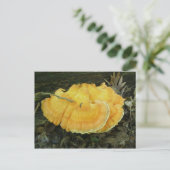 Carte postale de Fungus à crochet orange (Debout devant)