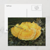 Carte postale de Fungus à crochet orange (Devant / Derrière)