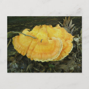 Carte postale de Fungus à crochet orange