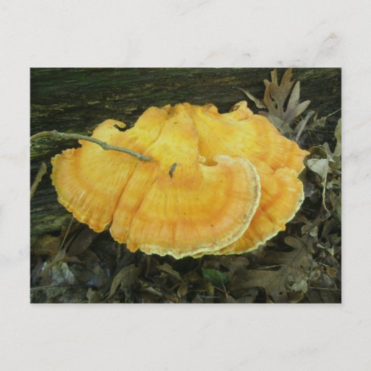 Carte postale de Fungus à crochet orange (Devant)