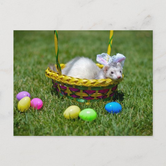 Carte postale de furet de Pâques (Devant)