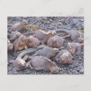 carte postale de galapagos iguanes