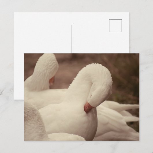 Carte postale de Gan (Devant / Derrière)