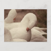 Carte postale de Gan (Devant)