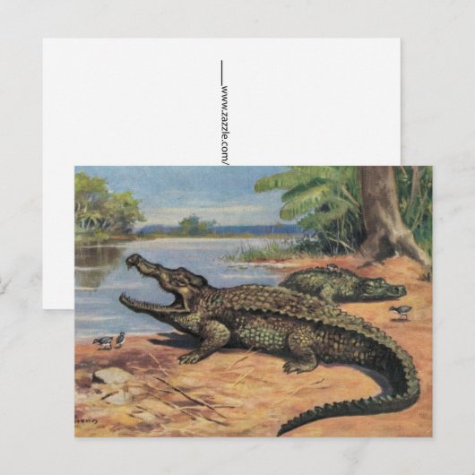 Carte postale de Gator Beach (Devant / Derrière)