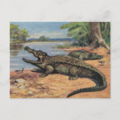 Carte postale de Gator Beach (Devant)