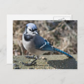 Carte postale de Geai bleu (Devant / Derrière)