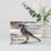 Carte postale de geai bleu (Debout devant)