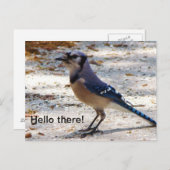 Carte postale de geai bleu (Devant / Derrière)