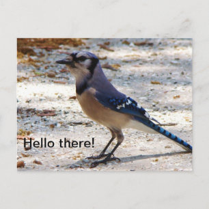 Carte postale de geai bleu