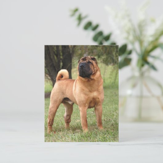 CARTE POSTALE DE GEAIS D'EL (Debout devant)