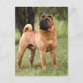 CARTE POSTALE DE GEAIS D'EL (Devant)