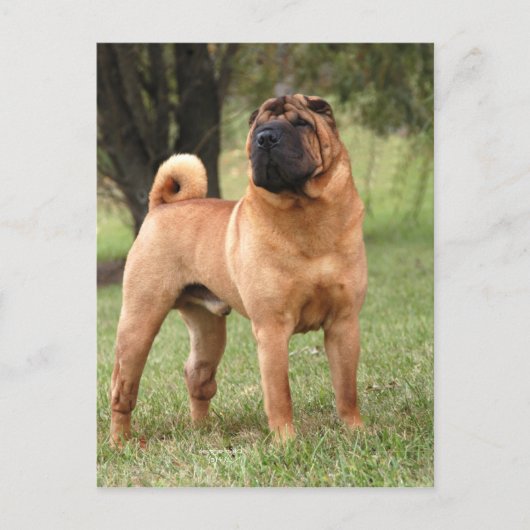 CARTE POSTALE DE GEAIS D'EL (Devant)