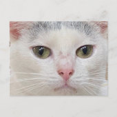 Carte postale de George le chat (Devant)