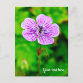 Carte postale de géranium pourpre (Devant)