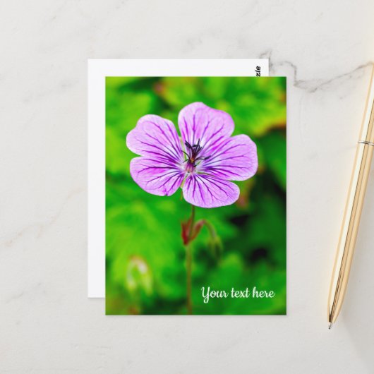 Carte postale de géranium pourpre (Devant/Arrière en situation)