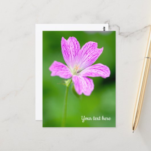 Carte postale de géranium pourpre (Devant/Arrière en situation)