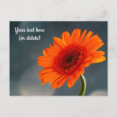 Carte postale de gerbera orange unique (Devant)