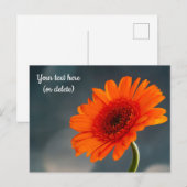 Carte postale de gerbera orange unique (Devant / Derrière)