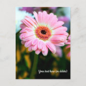 Carte postale de gerbera rose (Devant)