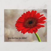 Carte postale de gerbera rouge (Devant)