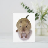 Carte postale de gerbille (Debout devant)