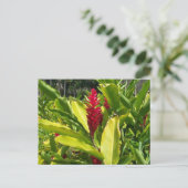 Carte postale de gingembre rouge (Debout devant)