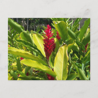 Carte postale de gingembre rouge