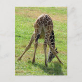 Carte postale de Giraffe Butt (Devant)