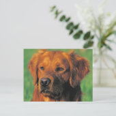 Carte postale de Golen Retriever (Debout devant)