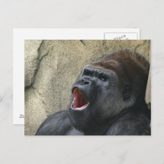 Carte postale de gorille (Devant / Derrière)