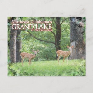 Carte postale de Grand Lake Oklahoma cerf