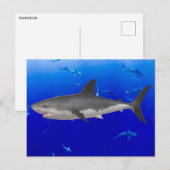 Carte postale de grand requin blanc (Devant / Derrière)