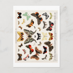 CARTE POSTALE DE GRAPHIQUE vintage BUTTERFLY