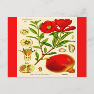 Carte postale de grenade