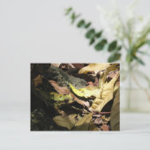 Carte postale de grenouille (Debout devant)