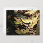 Carte postale de grenouille (Devant / Derrière)