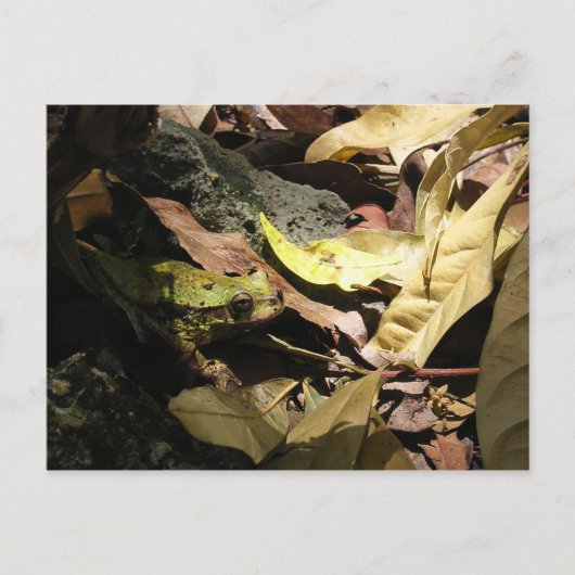 Carte postale de grenouille (Devant)