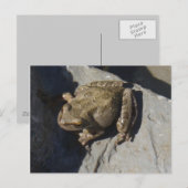 Carte postale de grenouille (Devant / Derrière)