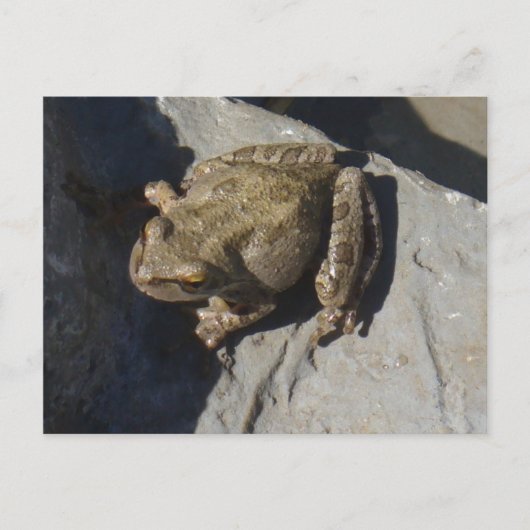 Carte postale de grenouille (Devant)