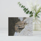 Carte postale de grenouille (Debout devant)