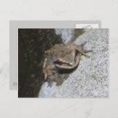 Carte postale de grenouille (Devant / Derrière)